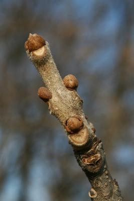 Fraxinus pennsylvanica red ash (Red Ash), bud, terminal