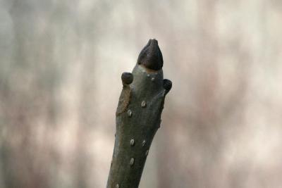 Fraxinus nigra (Black Ash), bud, terminal