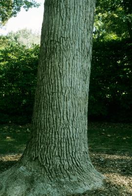 Fraxinus quadrangulata (Blue Ash), bark, trunk