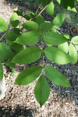 Fraxinus nigra (Black Ash), leaf, upper surface