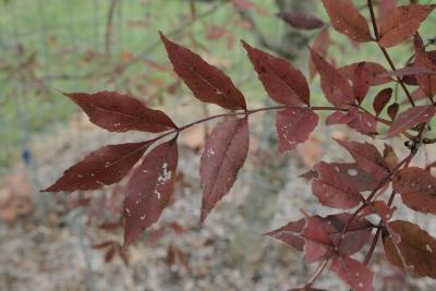 Fraxinus oxycarpa (Persian Ash), leaf, fall