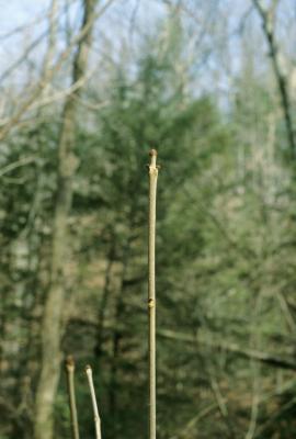 Fraxinus nigra (Black Ash), bark, twig