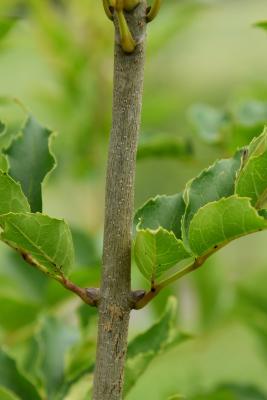 Fraxinus insularis (Island Ash), bark, twig