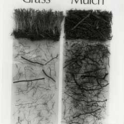 Root profiles of sugar maples comparing roots in competition with grass and in naturally mulched areas