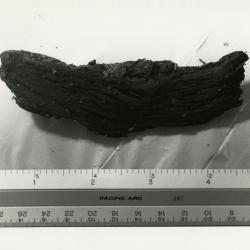 Measuring ancient wood fragment found in The Morton Arboretum