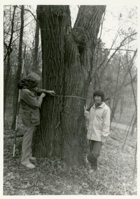 Web Crowley and woman measuring large tree