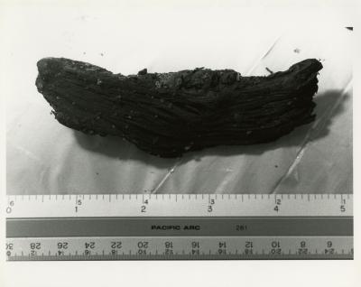 Measuring ancient wood fragment found in The Morton Arboretum