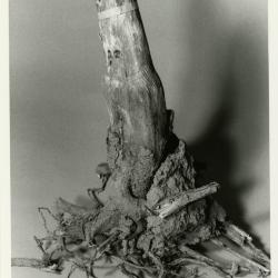 Roots research, tree stump with roots