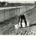 Salt study, Rick Hootman placing plastic buckets on berm along freeway