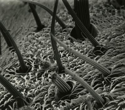 Scanning Electron Microscope (SEM) research, enlarged insect body
