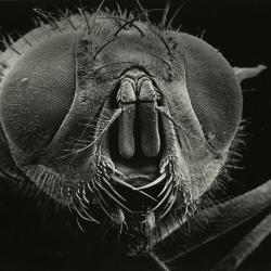 Scanning Electron Microscope (SEM) research, enlarged insect head, front view