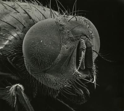 Scanning Electron Microscope (SEM) research, enlarged insect head, side view