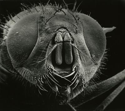 Scanning Electron Microscope (SEM) research, enlarged insect head, front view