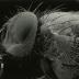 Scanning Electron Microscope (SEM) research, enlarged insect head and partial body, side view
