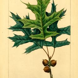 Pin oak, Quercus palustris