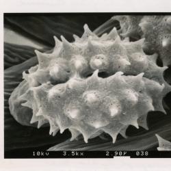 Scanning Electron Microscope (SEM) research - SEM photo: Pollen grain - flower of Tall Goldenrod