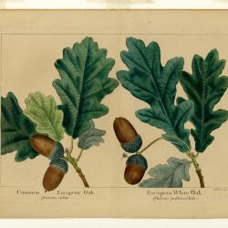 Common European oak, Quercus robur and European white oak, Quercus pedunculata