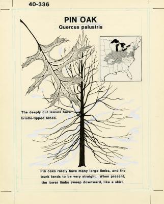 Illinois Tree Trail, Pin oak, (Quercus palustris)