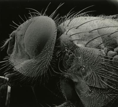 Scanning Electron Microscope (SEM) research, enlarged insect head and partial body, side view