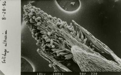 Scanning Electron Microscope (SEM) research - SEM photo: Solidago altissima