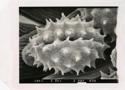 Scanning Electron Microscope (SEM) research - SEM photo: Pollen grain - flower of Tall Goldenrod