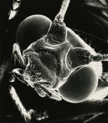 Scanning Electron Microscope (SEM) research - SEM photo: insect