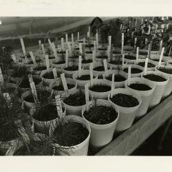 Propagation of woody plants in greenhouse , table of plants in pots