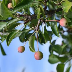 Malus 'Adirondack' (Adirondack Crabapple), fruit, immature