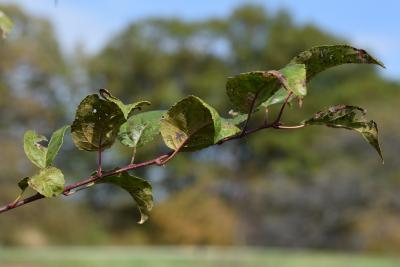 Malus 'David' (David Crabapple), leaf, fall