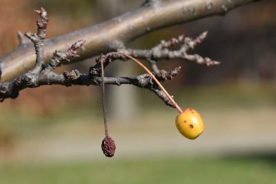 Malus 'Joy Morton' (MORNING SUN™ Crabapple), fruit, mature