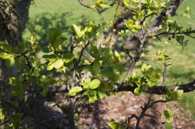 Malus 'Joy Morton' (MORNING SUN™ Crabapple), leaf, spring