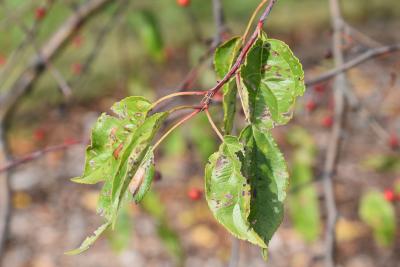 Malus 'Little Troll' (Little Troll Crabapple), leaf, fall