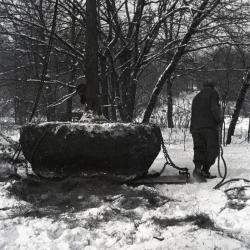 Man pulling root balled tree on sled for winter transplanting