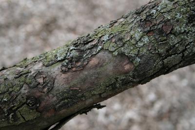 Malus coronaria (Wild Sweet Crabapple), bark, branch