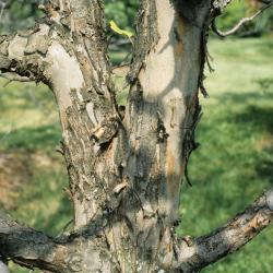 Malus coronaria (Wild Sweet Crabapple), bark, trunk