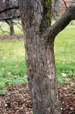 Malus coronaria (Wild Sweet Crabapple), bark, trunk