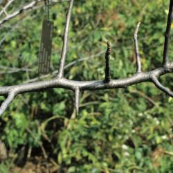 Malus coronaria (Wild Sweet Crabapple), bark, twig