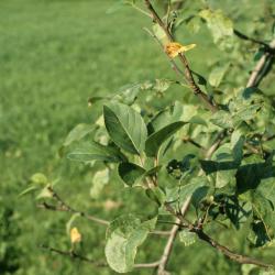 Malus pumila (Common Apple), leaf, summer
