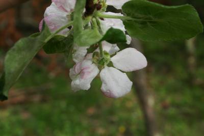 Malus ioensis (Prairie Crabapple), flower, back