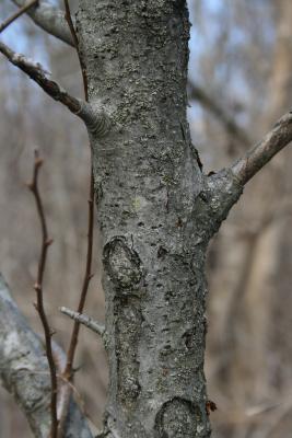 Malus ioensis (Prairie Crabapple), bark, mature