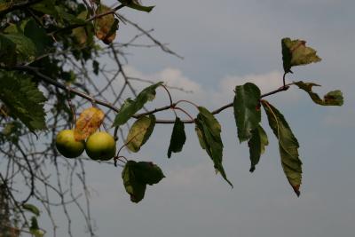 Malus ioensis (Prairie Crabapple), fruit, mature