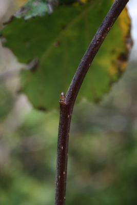 Malus ioensis (Prairie Crabapple), bud, lateral