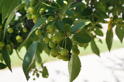 Malus hupehensis (Tea Crabapple), fruit, immature