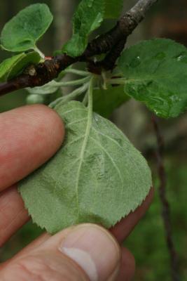 Malus ioensis (Prairie Crabapple), leaf, lower surface