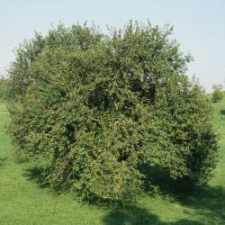 Malus pumila (Common Apple), habit, summer