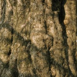 Malus pumila (Common Apple), bark, mature
