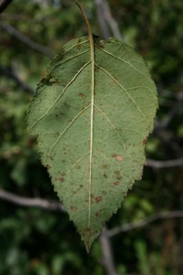 Malus ioensis (Prairie Crabapple), leaf, lower surface