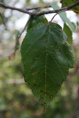 Malus ioensis (Prairie Crabapple), leaf, upper surface