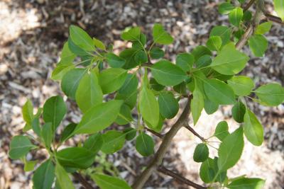 Malus hupehensis (Tea Crabapple), leaf, spring