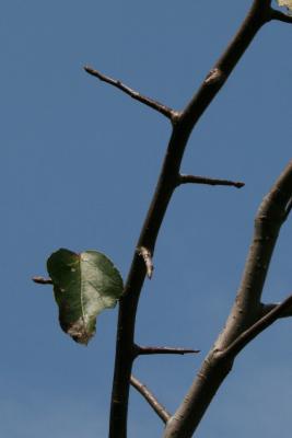 Malus ioensis (Prairie Crabapple), bark, twig